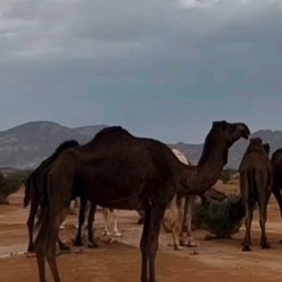 - أغرد بما يروق لي ومتذوّق للشعر لحد النخاع