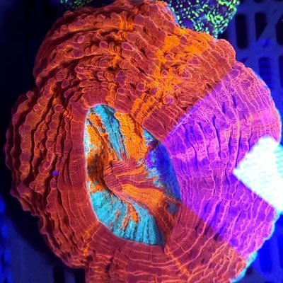 xanhtuoitrop's profile picture. Pls send me via WhatsApp +84983277671 or email xanhtuoiaquarium@gmail.com