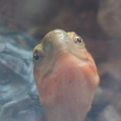 ペットショップ、生体展示販売、水族館、動物園、畜産、エキゾチックアニマル飼育流通賛成派のオタ♂(Lv25)
※一応、何種類か爬虫類両生類飼ってます
※特撮(ウルトラマン、仮面ライダー、戦隊、グリユニ)も好きです