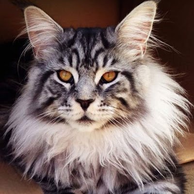 DigitoneComm's profile picture. Digitone Communications
Innovators In Telecom Automation