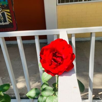 Ivon83441059's profile picture. simpática y divertida