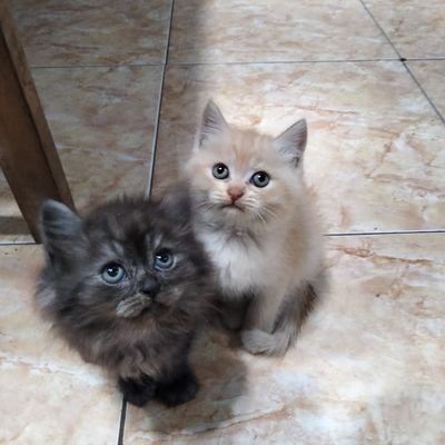 nadiaranikaa's profile picture. https://t.co/V4Mwqefbto