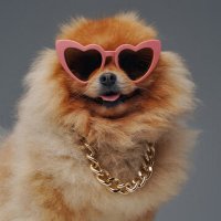 ポメ a.k.a ラニアン (@pomerevolution) Twitter profile photo