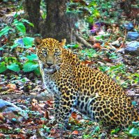 DebrigarhWildlifeSanctuary(@Debrigarh) 's Twitter Profile Photo