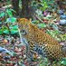 DebrigarhWildlifeSanctuary (@debrigarh) Twitter profile photo DebrigarhWildlifeSanctuary (@debrigarh) Twitter profile photo