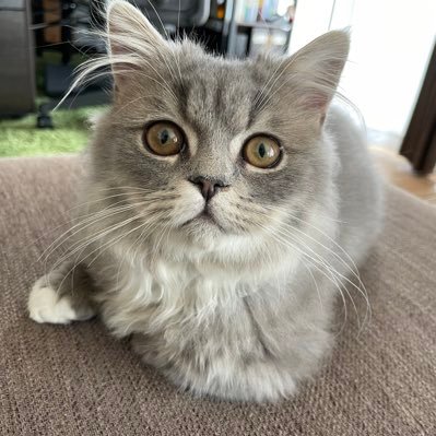 diceK566's profile picture. 小室哲哉好き。一緒にＴＫトークしましょう！