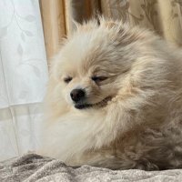 ポメラニアン🌼リオン🌼 (@lionkun1114) 's Twitter Profile Photo