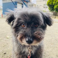 あさティ🐶HR/HM好き😊 (@yoshimasa_asato) Twitter profile photo