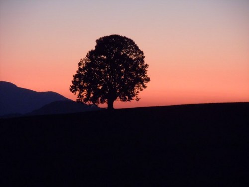 profil13n's profile picture. 