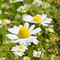 chamomile_325 🌻🌿 (@chamomil_325) 's Twitter Profile