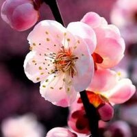 あき (@ume_kanzashi) Twitter profile photo