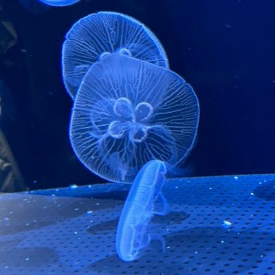 CosmicTealLove's profile picture. 