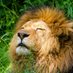 Lion NCL (@lionncl) Twitter profile photo Lion NCL (@lionncl) Twitter profile photo