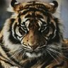 lamborader's profile picture. 