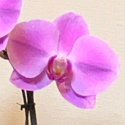 文月（ふづき）詩織 白蛇の結び目 発売中さんのプロフィール画像