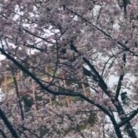 ★ yosino - LE 👨🏻‍🦳⭐︎ (@somenoyosii) 's Twitter Profile