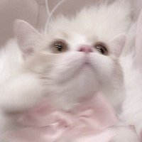 ねこ❕ (@__neko_oo) 's Twitter Profile