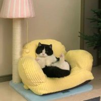 ダイノスケ ୨୧ ˚ (@marshmello_on) 's Twitter Profile