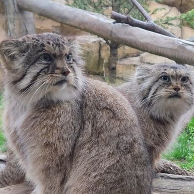 個人的な趣味、思い出用アカウント。
主に那須どうぶつ王国を投稿。
特にマヌルネコが好き🐱
写真と動画はすべて携帯電話📱での撮影です。
🔗 https://t.co/fCImGUzety