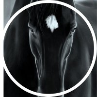 ฦฑ ๐ฃ๐๐๐ง๐๐ข๐ก ฦฑ (@equinisms) 's Twitter Profile Photo ฦฑ ๐ฃ๐๐๐ง๐๐ข๐ก ฦฑ (@equinisms) 's Twitter Profile Photo