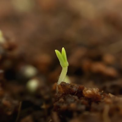 のんびりログ。東京ぼたらいふTokyoBotaLife.主にダイソーさんの多肉植物と季節の野菜草花をそだててるブログを書いてます🌱 23年9月ユーフォルビアとコノフィツムデビュー、24年1月オベサ、2月紫陽花苗。Amazonのアソシエイトとして、Nは適格販売により収入を得ています。