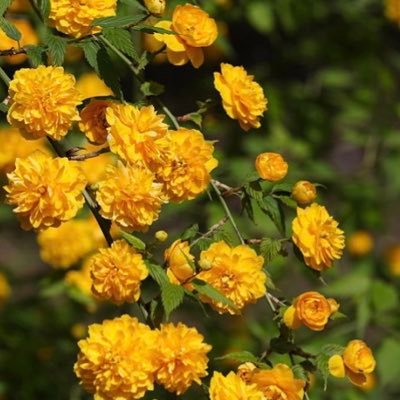 ZtuyaPnnjq9l0TA's profile picture. 程よい距離感と過干渉なし/ISFJ