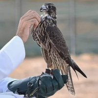 خالد العتيبي (@khalid7117111) 's Twitter Profile Photo خالد العتيبي (@khalid7117111) 's Twitter Profile Photo