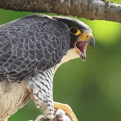 野鳥撮影にハマってます。栃木県在住。お気に入り→ハヤブサ科、カワセミ科、タカ・ワシ猛禽類。よろしくお願いします♪ 機材→ EOS R5 、EF600mm F4L IS II USM