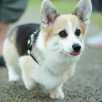 ごてん@コーギー (@reogoten_corgi) 's Twitter Profile Photo ごてん@コーギー (@reogoten_corgi) 's Twitter Profile Photo