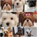 All Pets For Home (@allpetsforhome) Twitter profile photo All Pets For Home (@allpetsforhome) Twitter profile photo