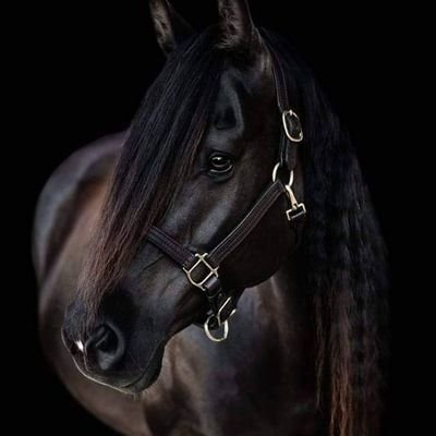 Tamer5885's profile picture. ‏قلْبي يُحدّثُني بأنّكَ مُتلِفي
روحي فداكَ عرفتَ أم لم تعرفِ

لم أقضِ حقَّ هَوَاكَ إن كُنتُ الذي
لم أقضِ فيهِ أسى ً، ومِثلي مَن يَفي