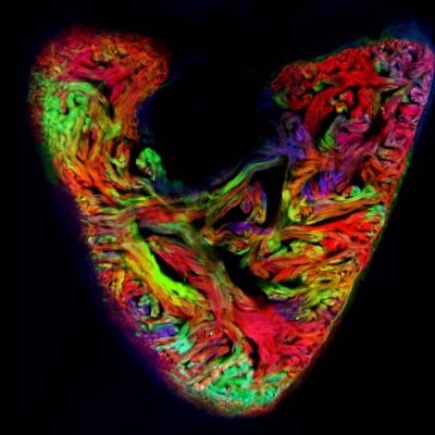 Interested in Cardiac Development, Disease and Regeneration and located at the Hubrecht Institute for Developmental Biology