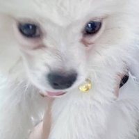 Little Sweet Orange (@hillyardfeaster) 's Twitter Profile