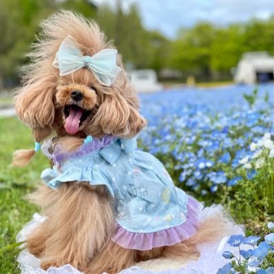 幸❀.*･ﾟさんのプロフィール画像