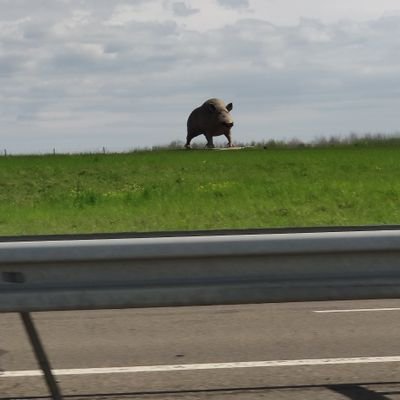 edevulpillieres's profile picture. 