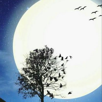 Mohamed33574581's profile picture. 