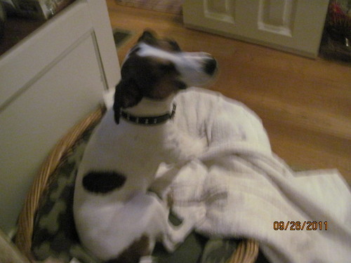 Christian, in a relationship, fish, home body, spendind Time with my Jack Russell, Morgan
