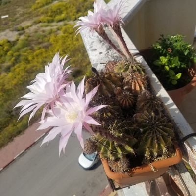 kunt_selahattin's profile picture. 