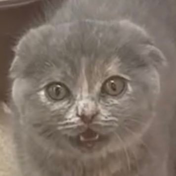 mpmp_pypy's profile picture. 🌈🕒グッズ取引垢 成人済み 周辺B済み 一部通知が来ないことがあり、お返事をお待たせしてしまう可能性があります