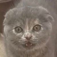 むちゃそ【取引用】お迎え済み (@mpmp_pypy) 's Twitter Profile