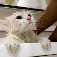 Dexie (@dexiewrites) 's Twitter Profile