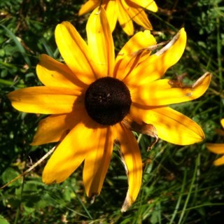 LauraInc15's profile picture. 