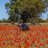tomeandres's profile image