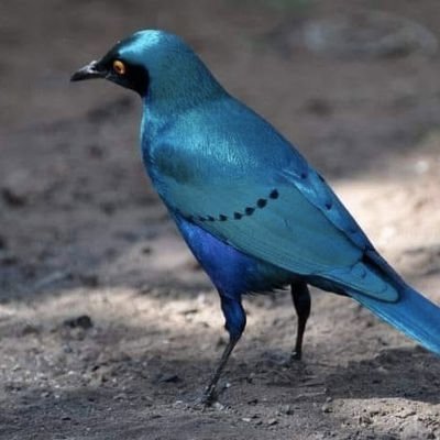 MathewKosgey3's profile picture. 