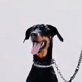 DE1530's profile picture. #SUPERJUNIOR x 🦊 #𝑋𝑖𝑎𝑜𝑧ℎ𝑎𝑛 #ป๋อจ้าน