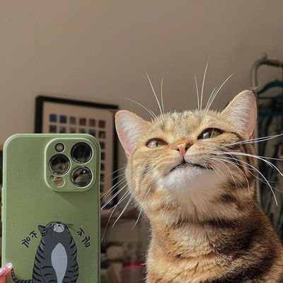 Kangzif's profile picture. 