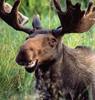 Brocton_Spirit's profile picture. 