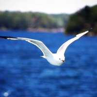 martı 🫶 (@dostmarti) 's Twitter Profile
