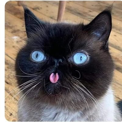 professional joke and tweet master(son of grumpy cat)
Anti-don't care
pros-who cares.
the place vegans think they know something
(Ruining your day since 2024)