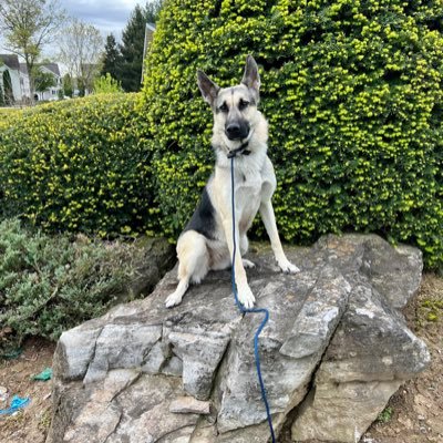 Husband | father | grandfather | brother | Episcopal priest | retired prof and administrator | companion to German Shepherds | toiler in the vineyards of life